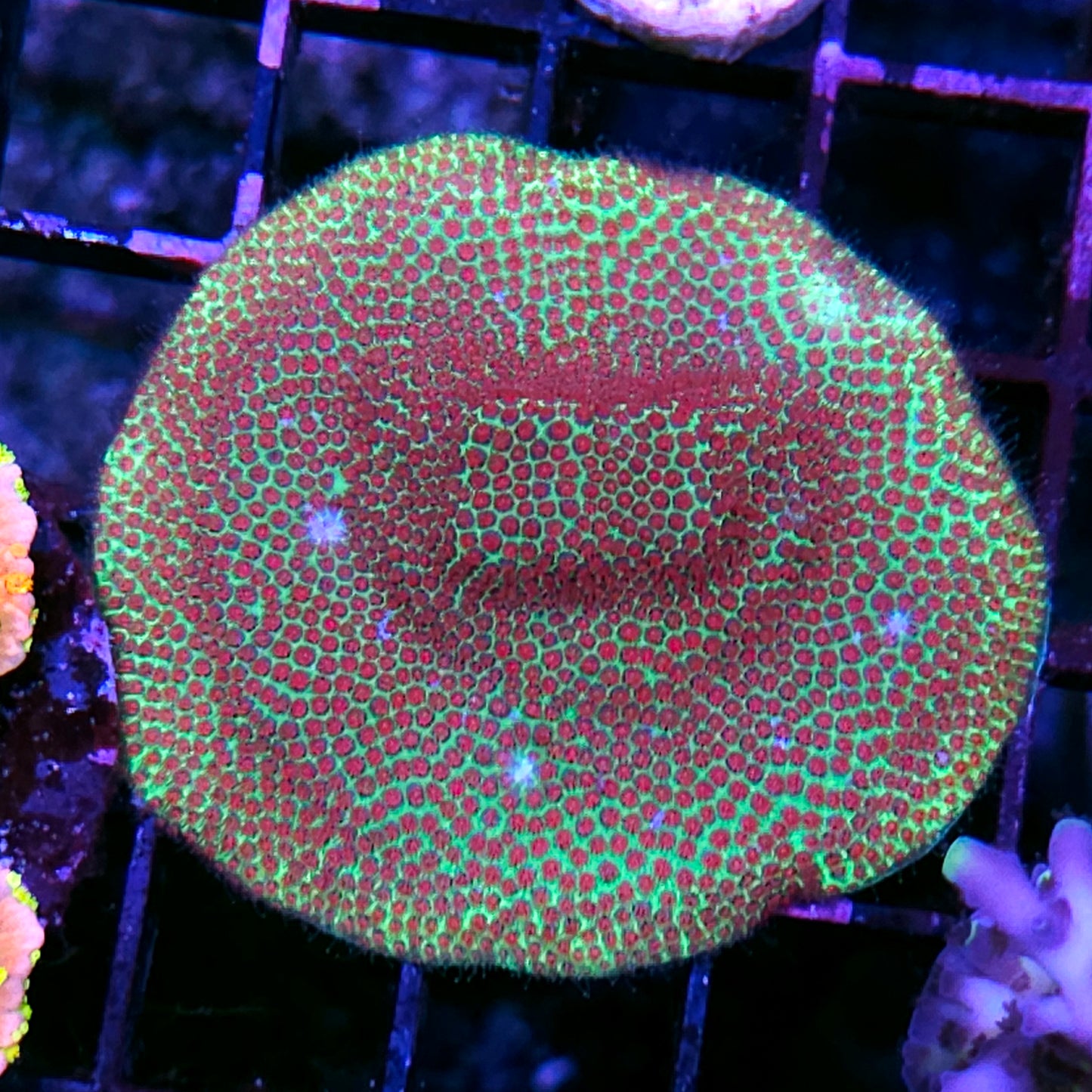 Jungle Bells Porites Colony