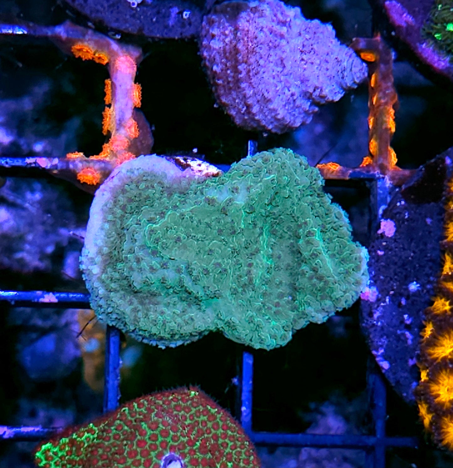 Lettuce Green Montipora