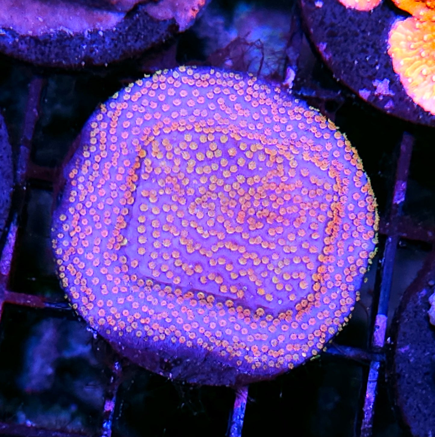 Ghost Rainbows Montipora