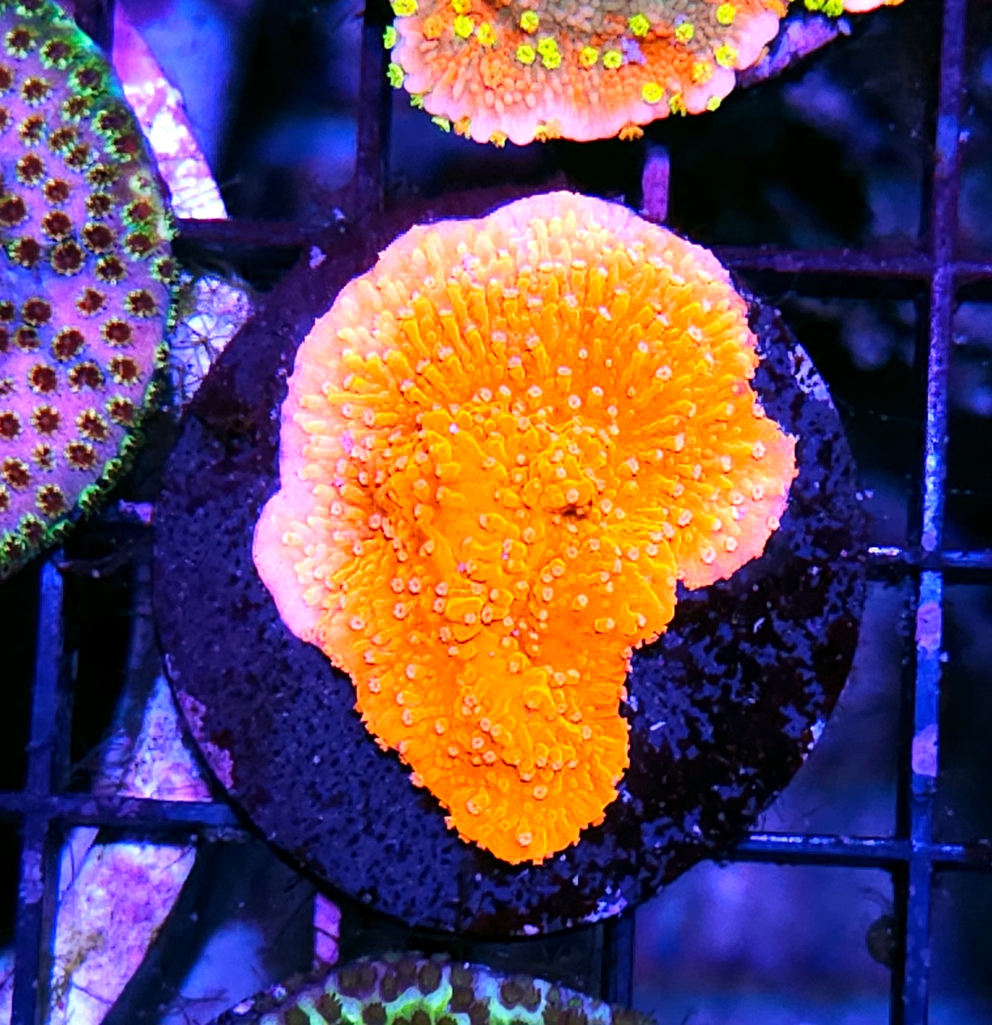 Citrus Acid Montipora