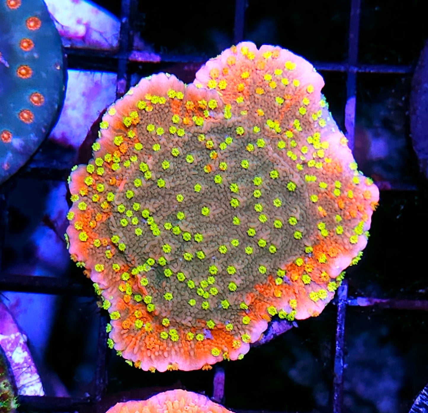 HF Insaneo Grafted Montipora