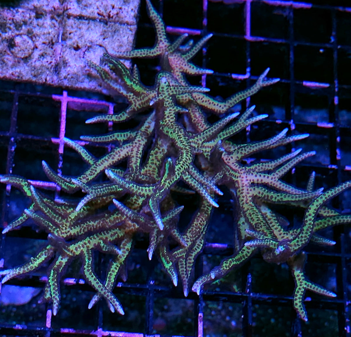 XL Paradise Birdsnest Colony