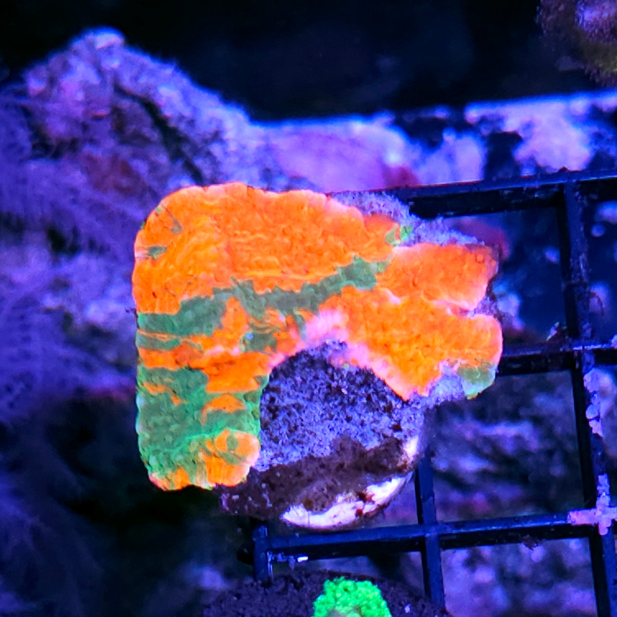 DR Grafted Montipora