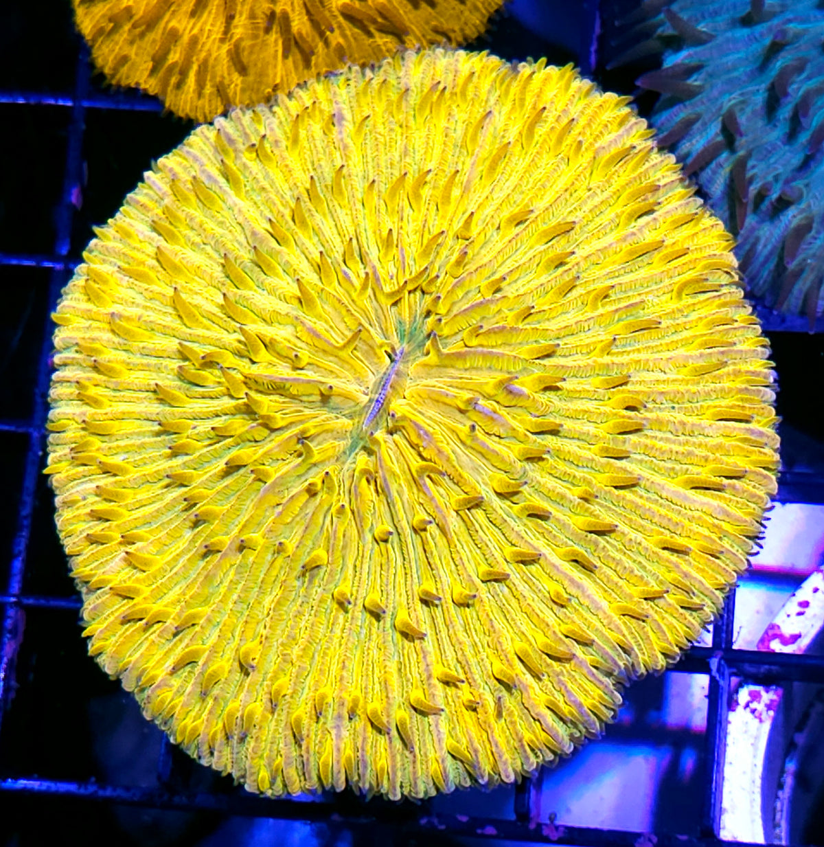 Rainbow Yellow Fungia Plate