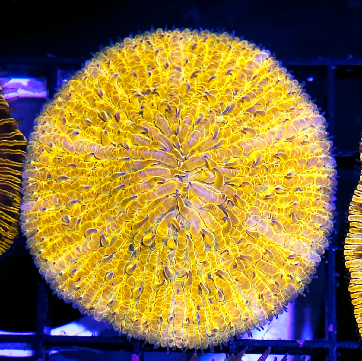 Special Yellow Rainbow Fungia Plate