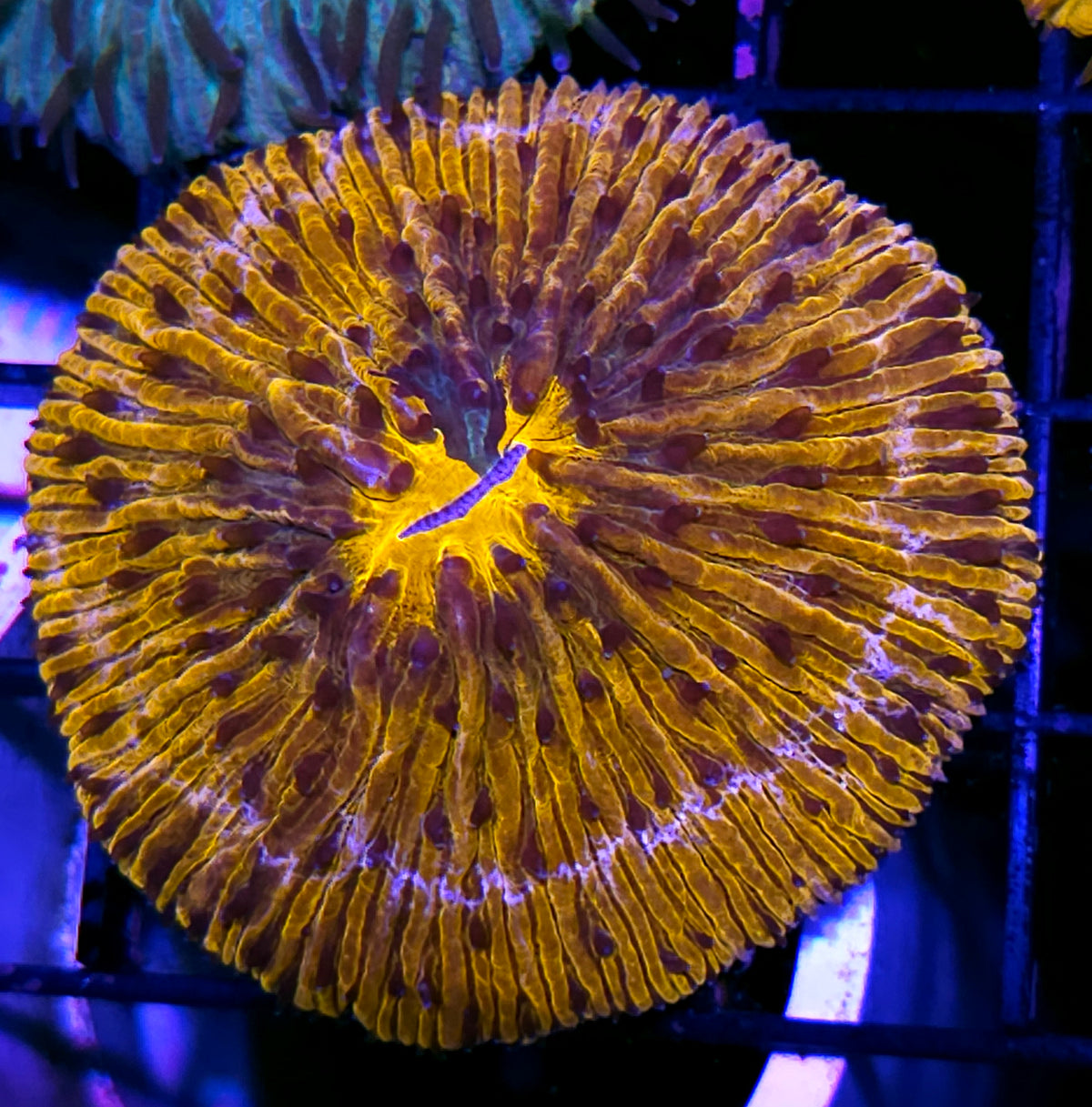 Ice Halo Fungia Plate
