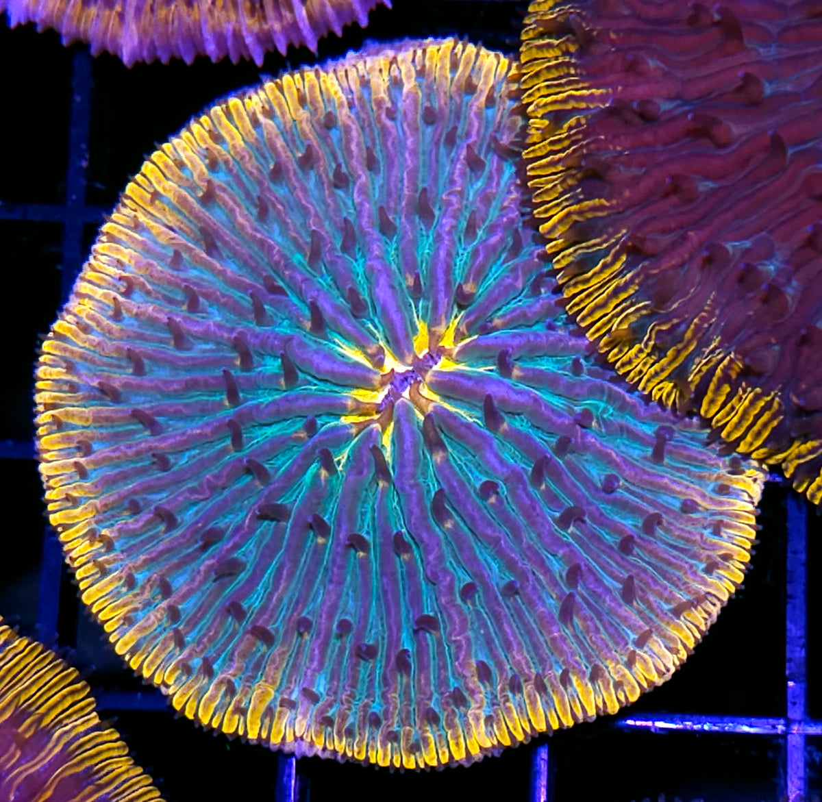 Special Rainbow Fungia Plate
