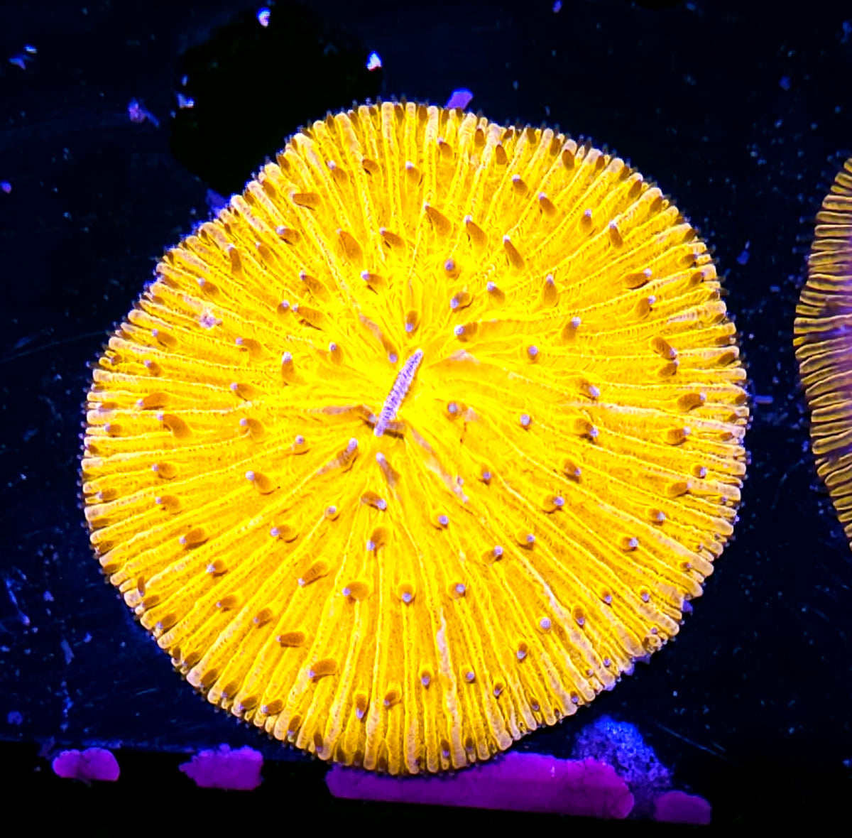 Metallic Yellow Fungia Plate