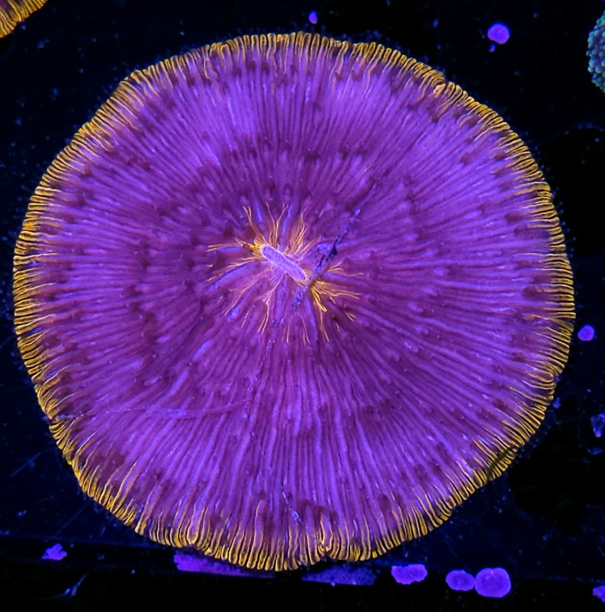 Special Orange Fungia Plate