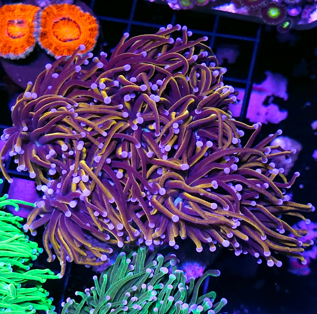 Approx 6-7 Head 24kt Torch Colony