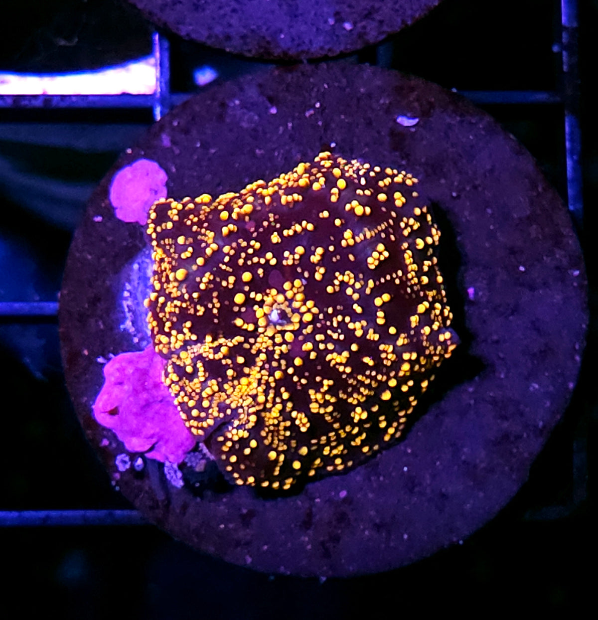 Fat Interstellar Mushroom