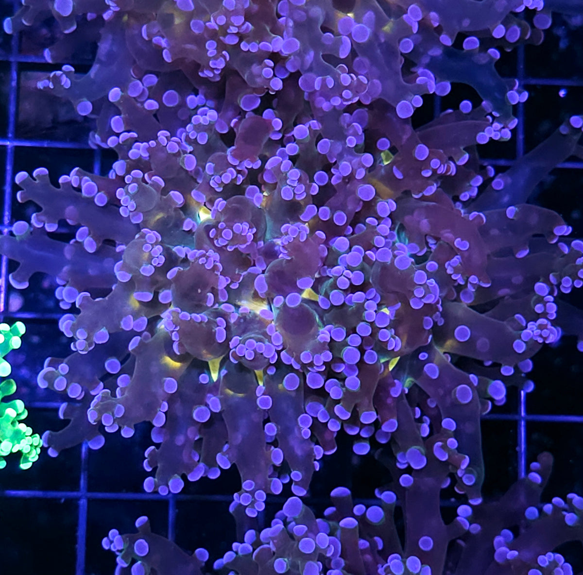 Double Wonderland Frogspawn