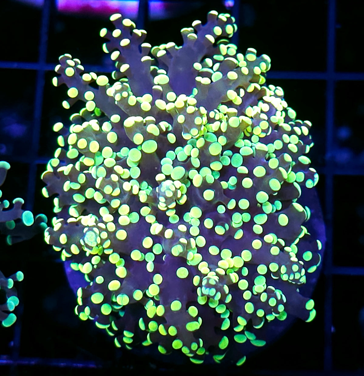 King Kobe Frogspawn