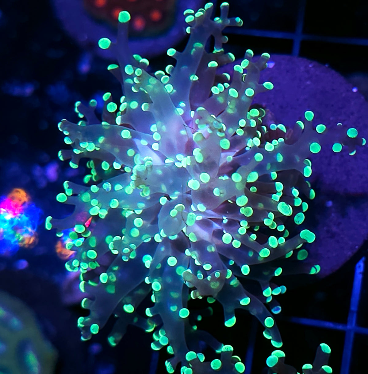 LA Lakers Frogspawn