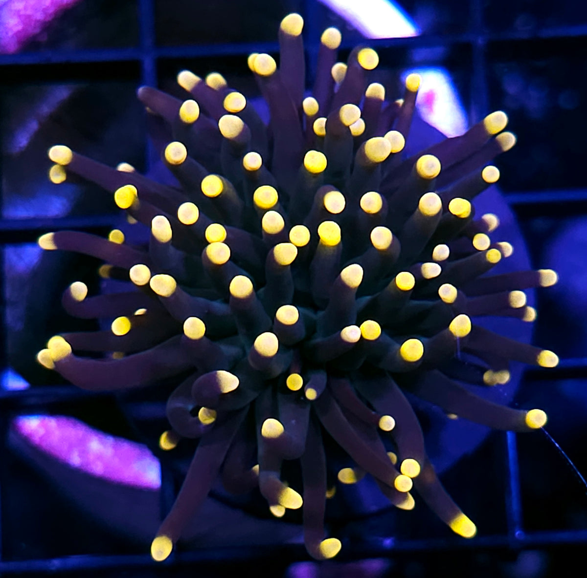 Gumdrop Torch