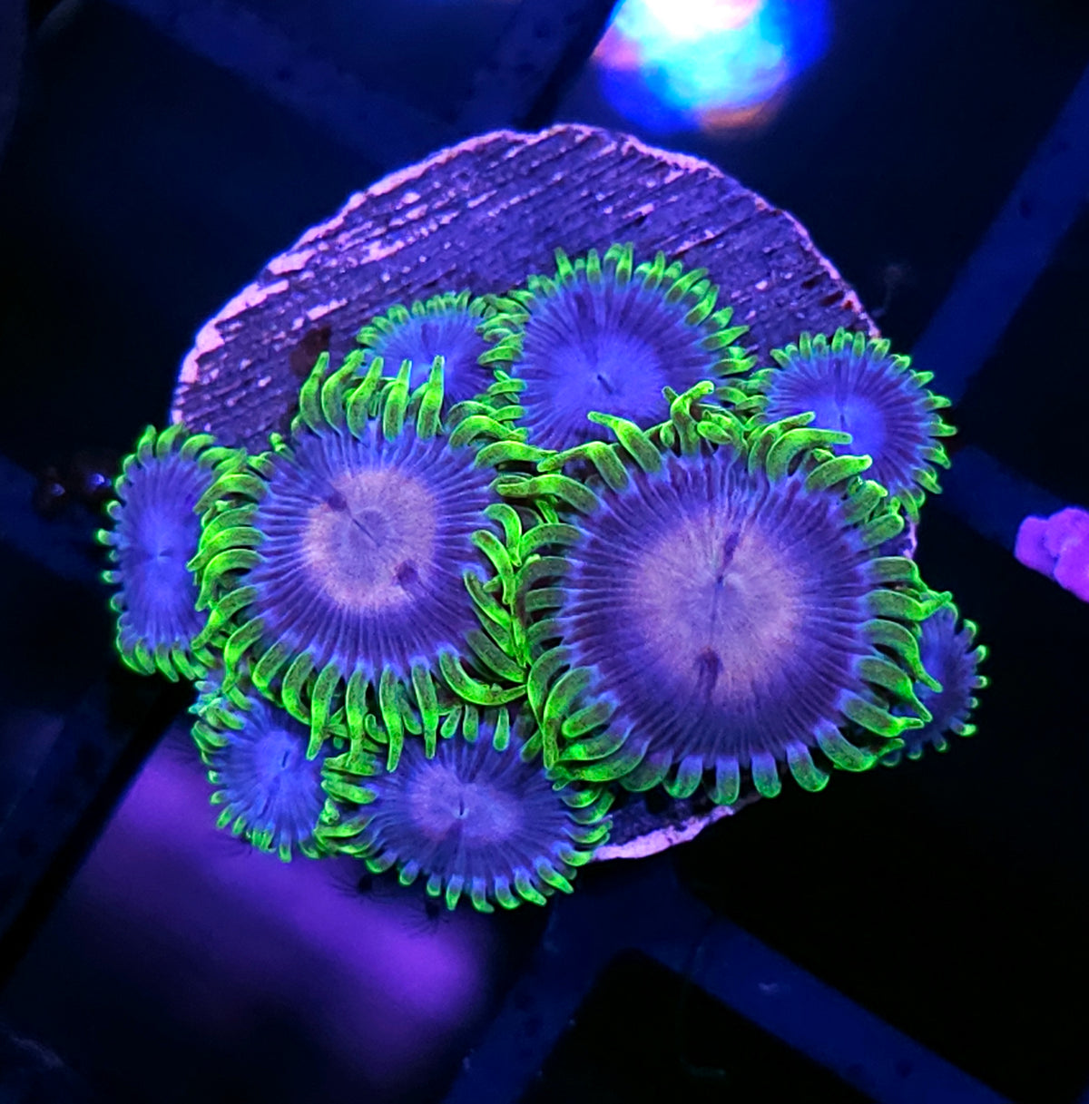 ECC Verdant Grove Zoas