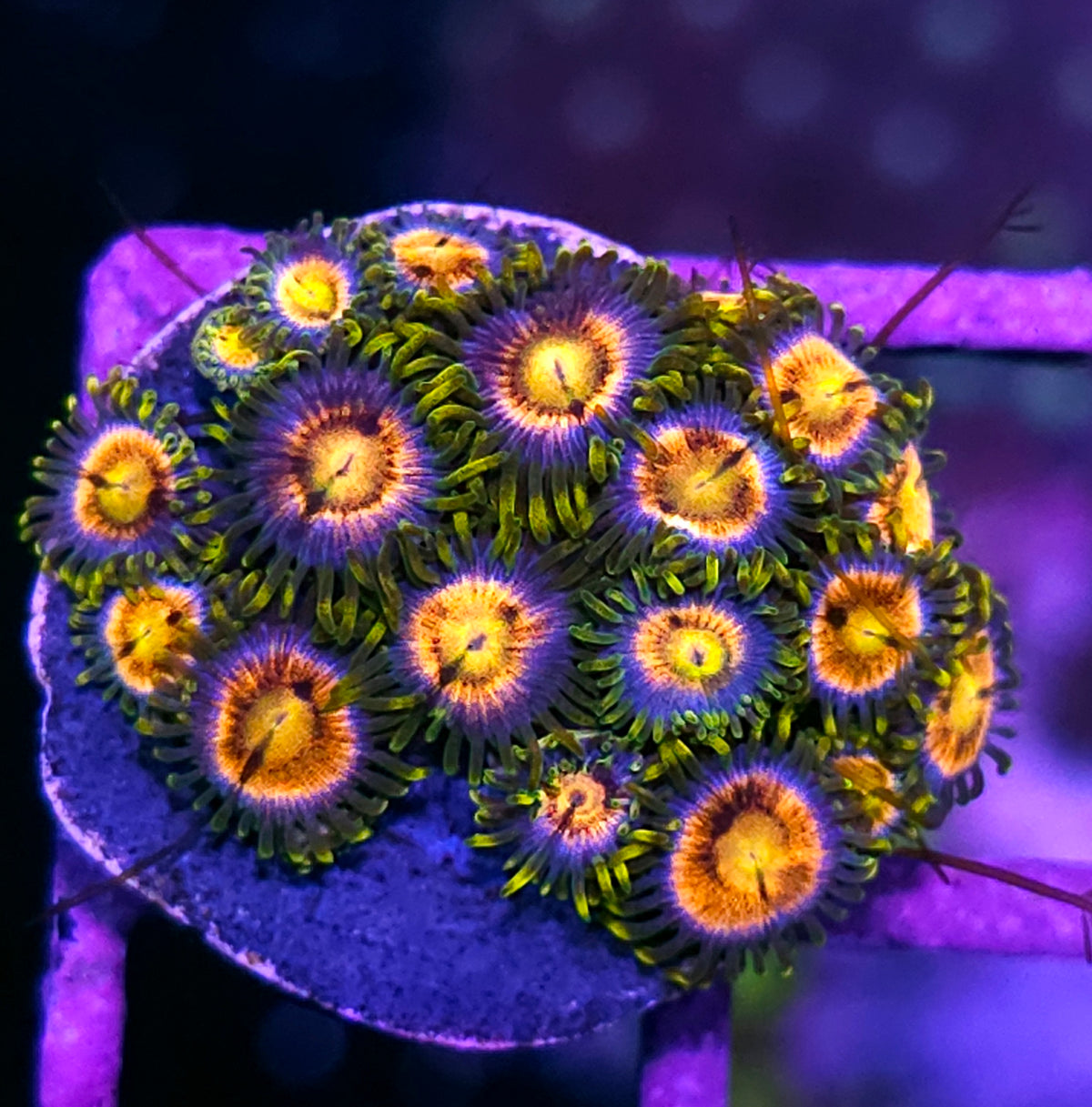 WWC Laser Lemon Zoas