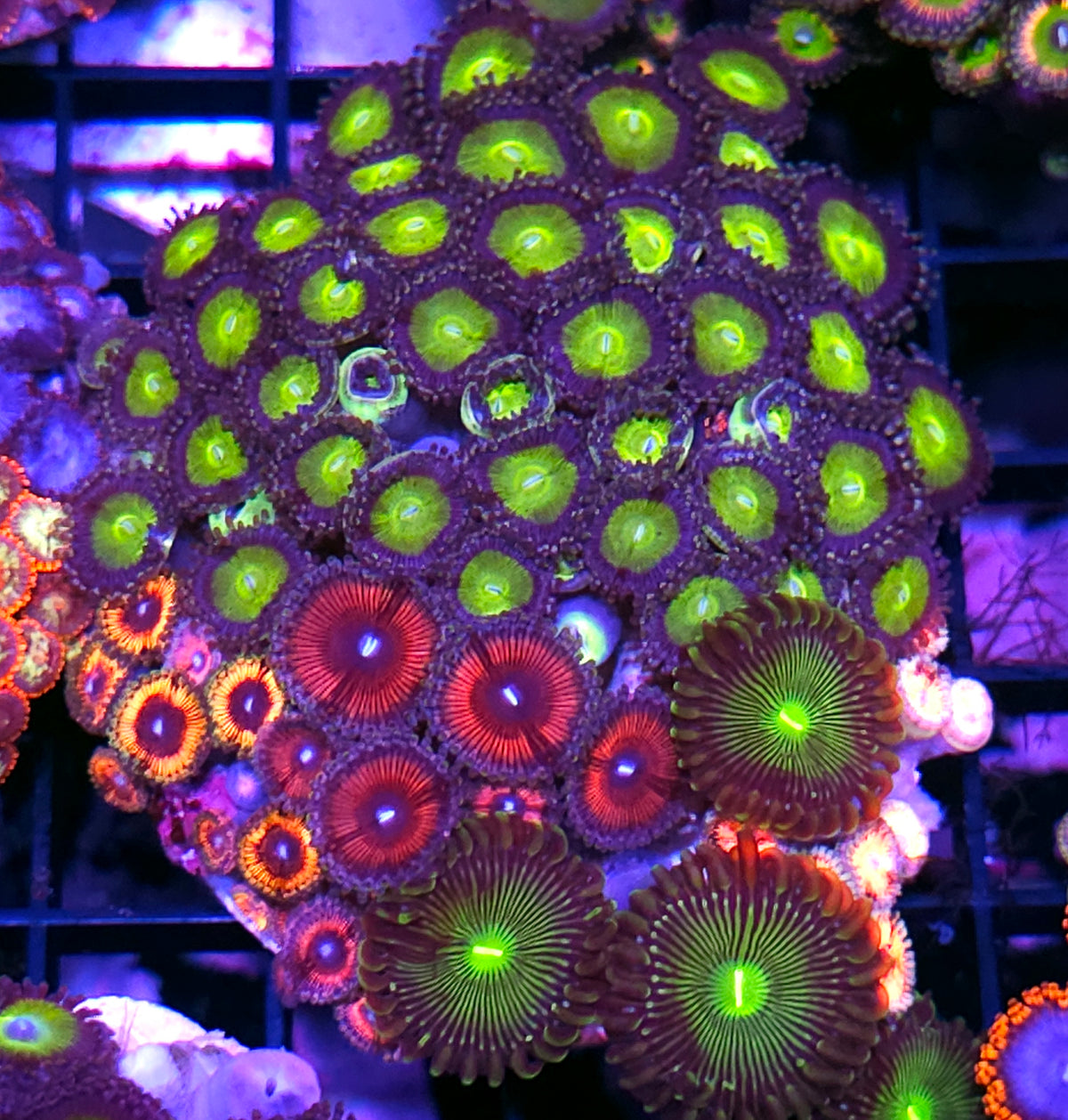Latin Lover, Lunar Flare, AOG, Poison Bloom Mix Zoa Colony
