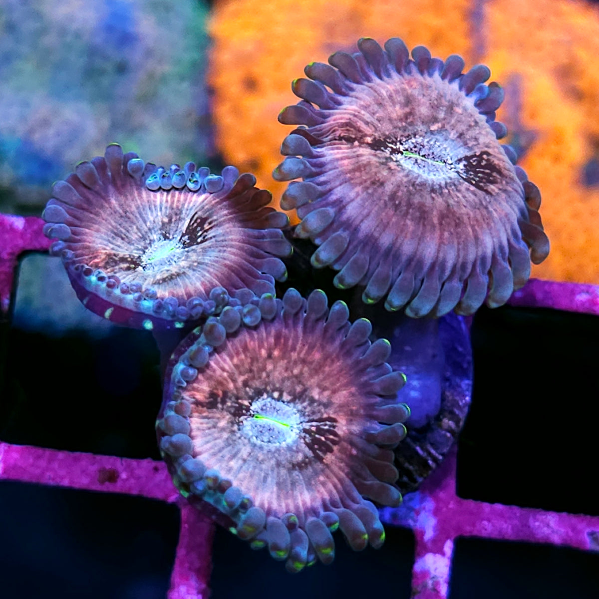 Cosmic Space Monster Zoas