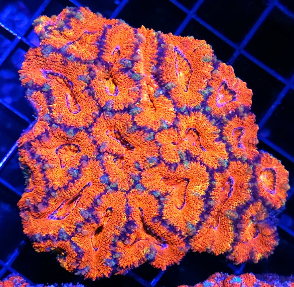 Burn 🔥 Baby Burn 🔥 Acan Colony