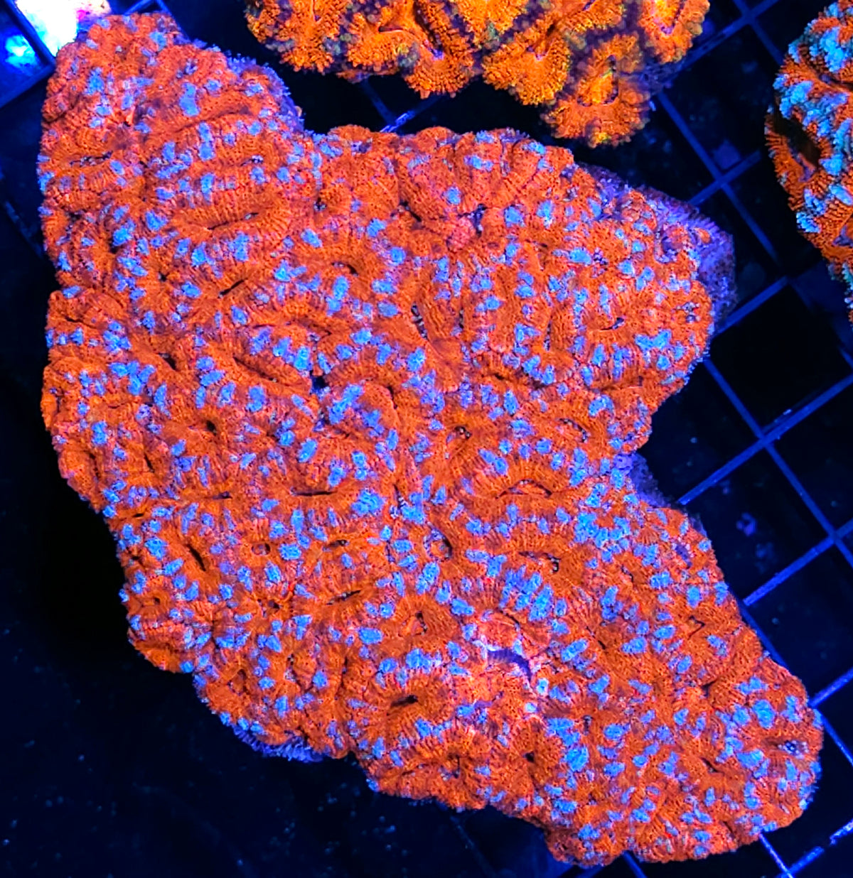 6" War Hammer Acan Colony