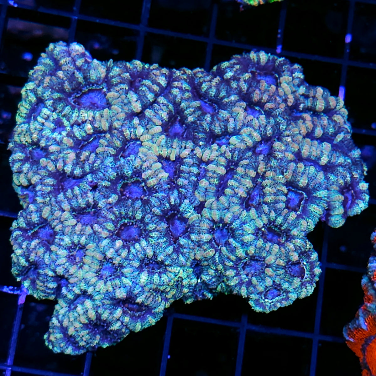 Electric Seafoam Acan Colony