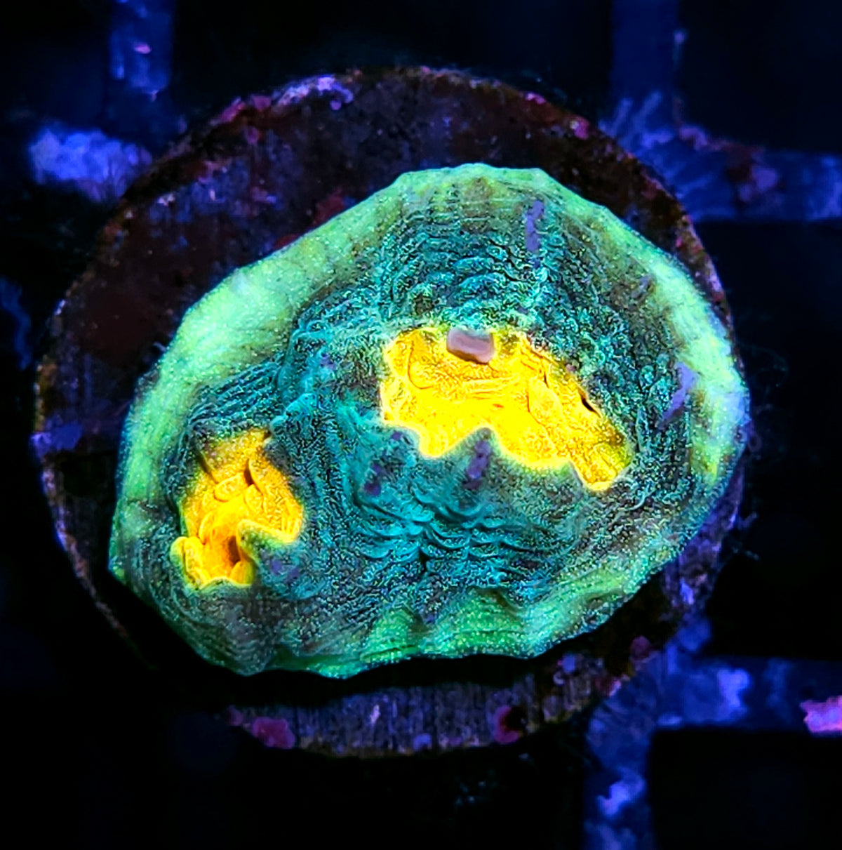 Glitter Meltdown Chalice