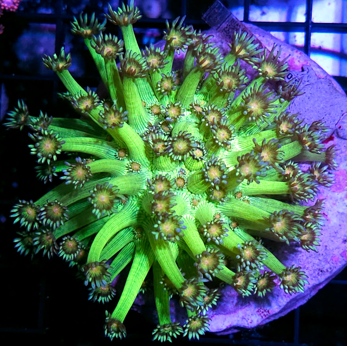 Hobgoblin Goniopora Colony OPENS BIG