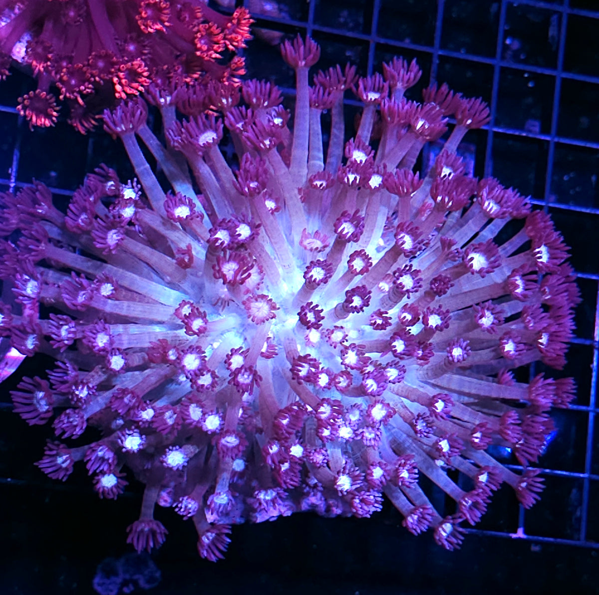 Blueberry Grape Goniopora Colony OPENS HUGE