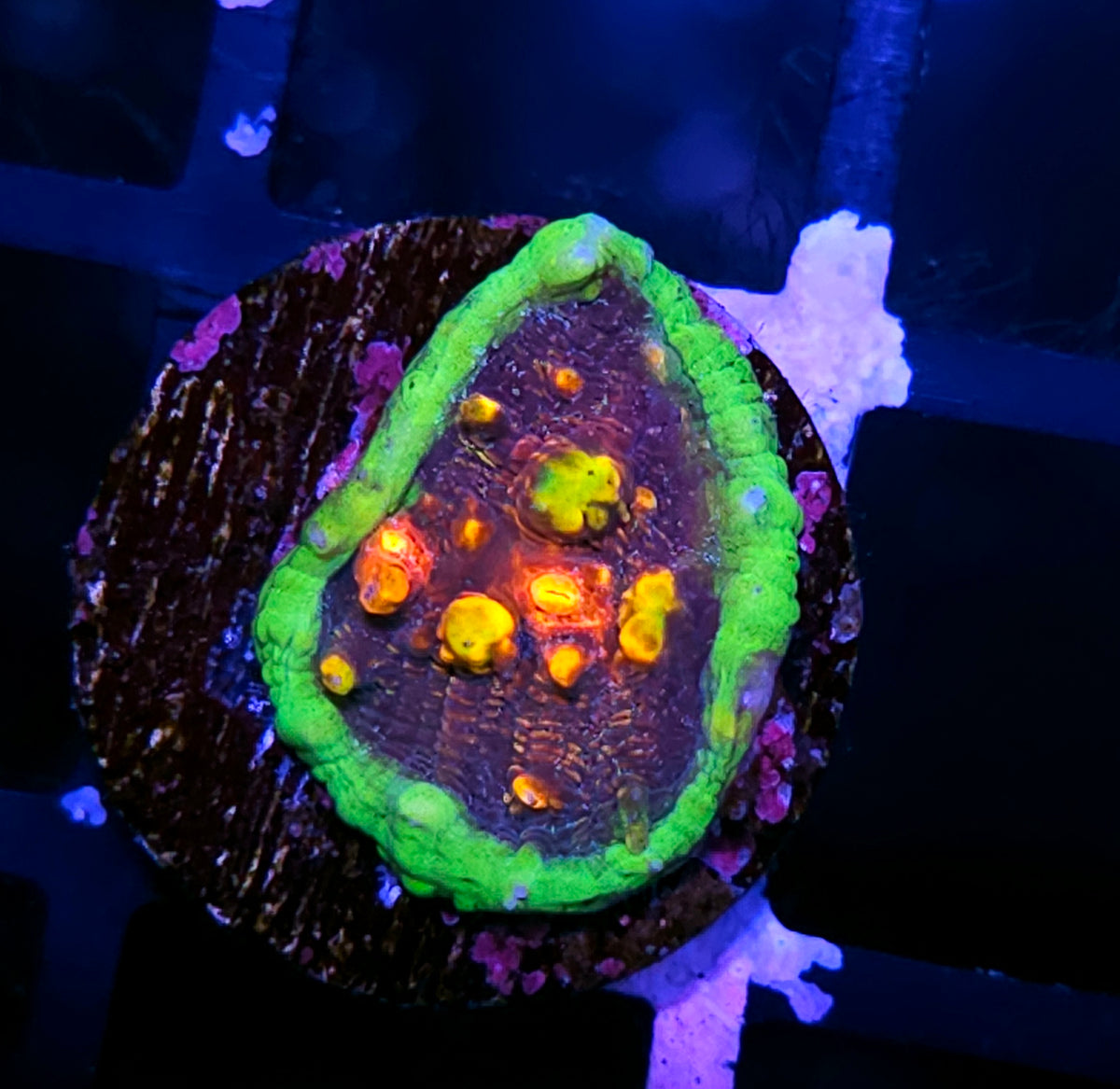 ECC Chalice Borealis