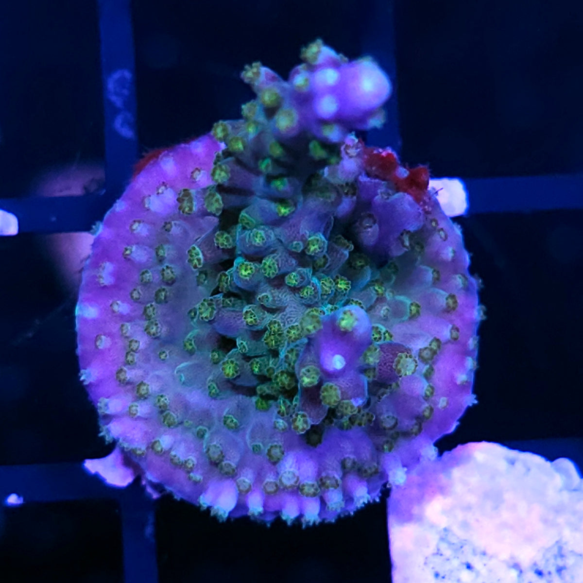 HF Moon 🌙 Magic Acropora