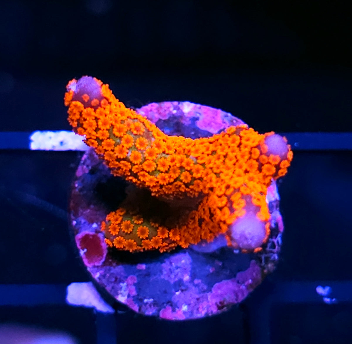 HF Flame On Montipora Digitata