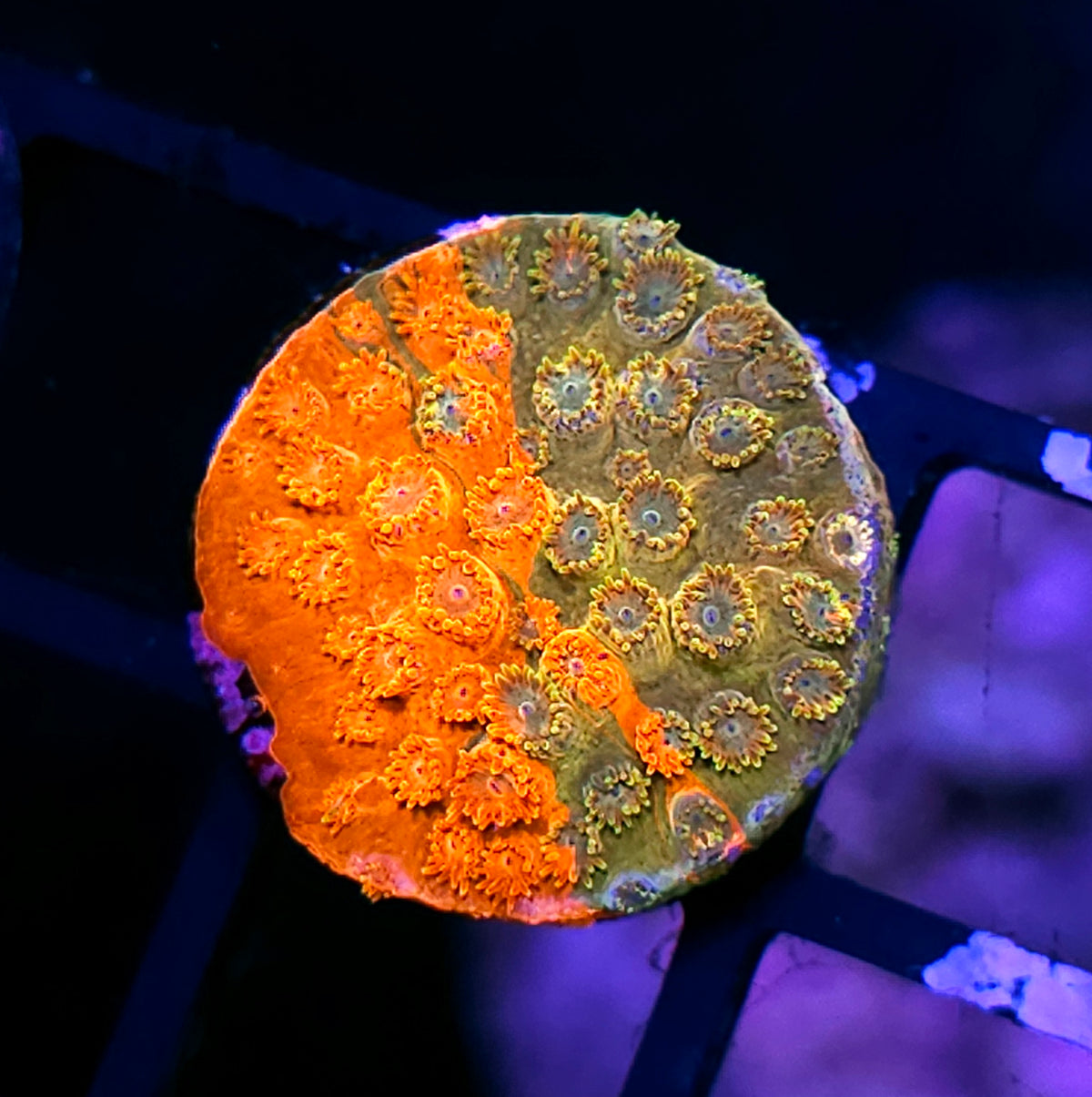 HF Circuit Breaker Cyphastrea