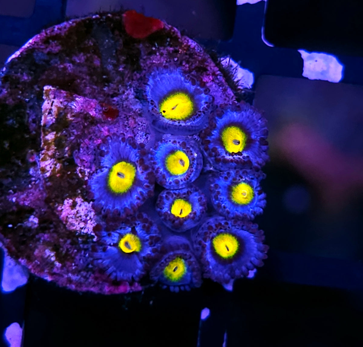 WWC A.O.I Zoas