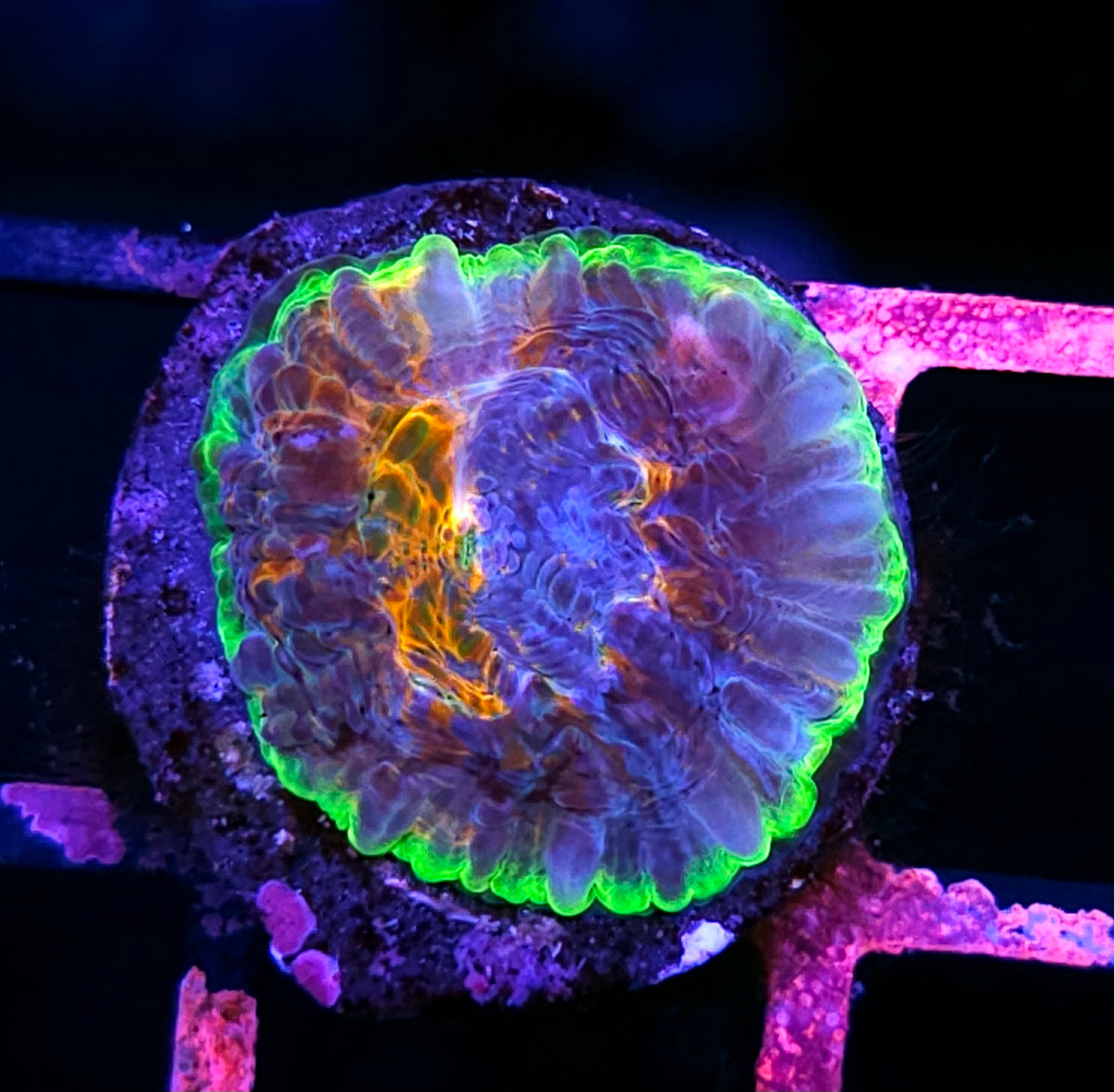 ECC Wonderland Acan Echinata
