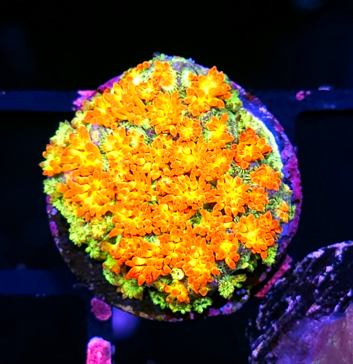 HF Blowtorch Bernardpora