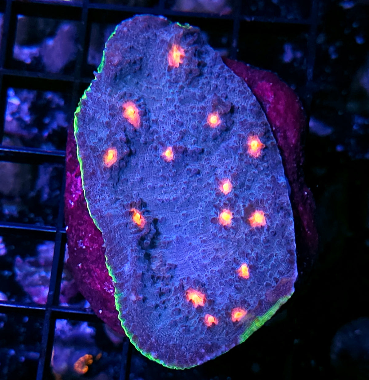 4" HF Miami Vice Chalice Colony