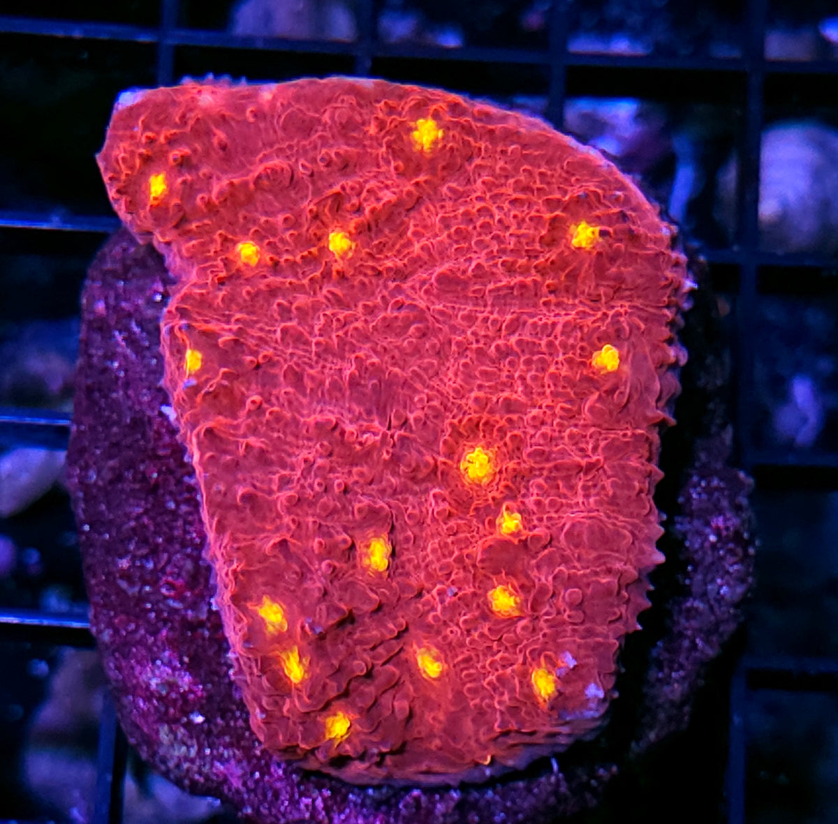 3-4" Golden Eye Chalice Colony