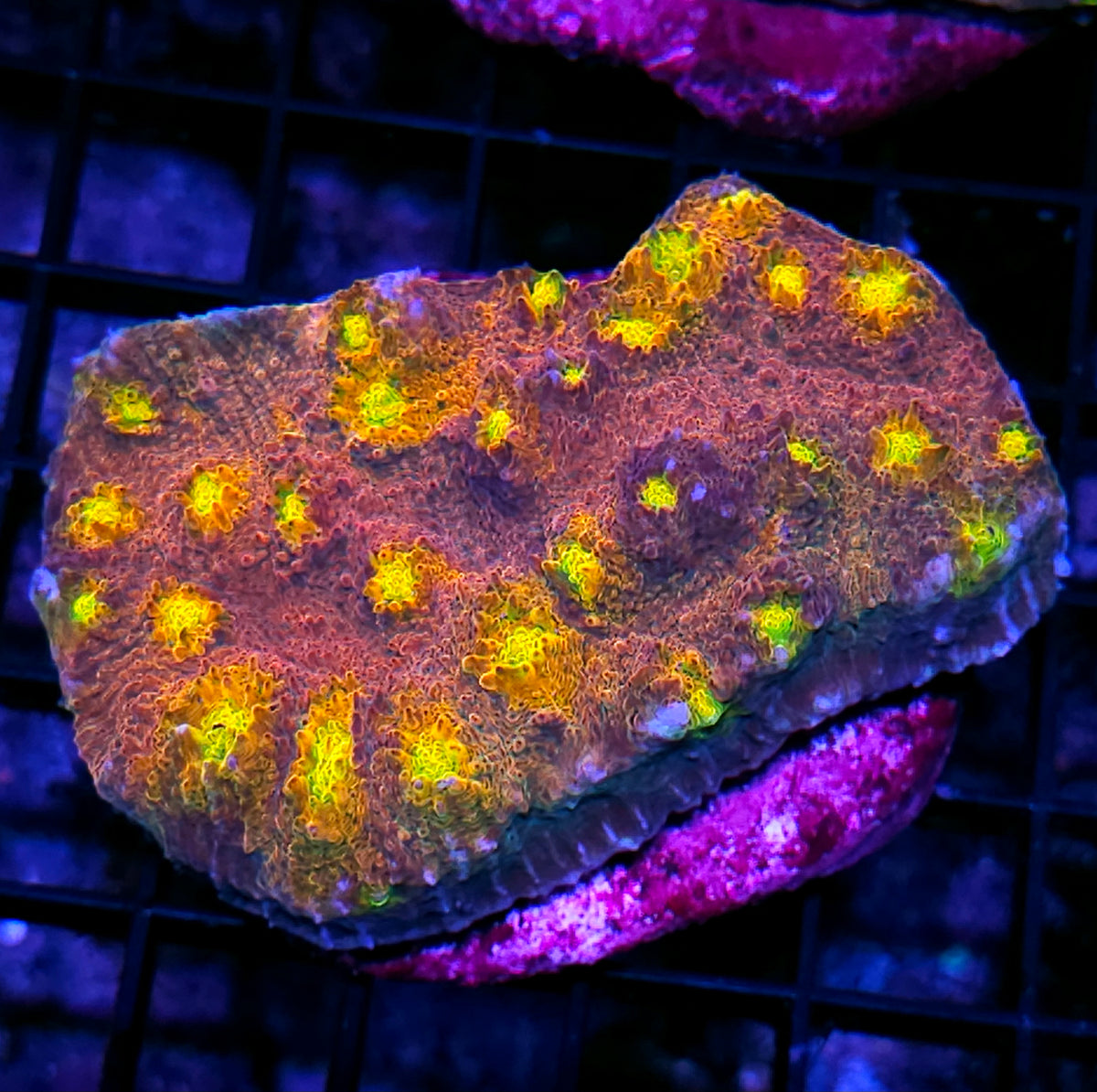 4" Sex Symbol Chalice Colony
