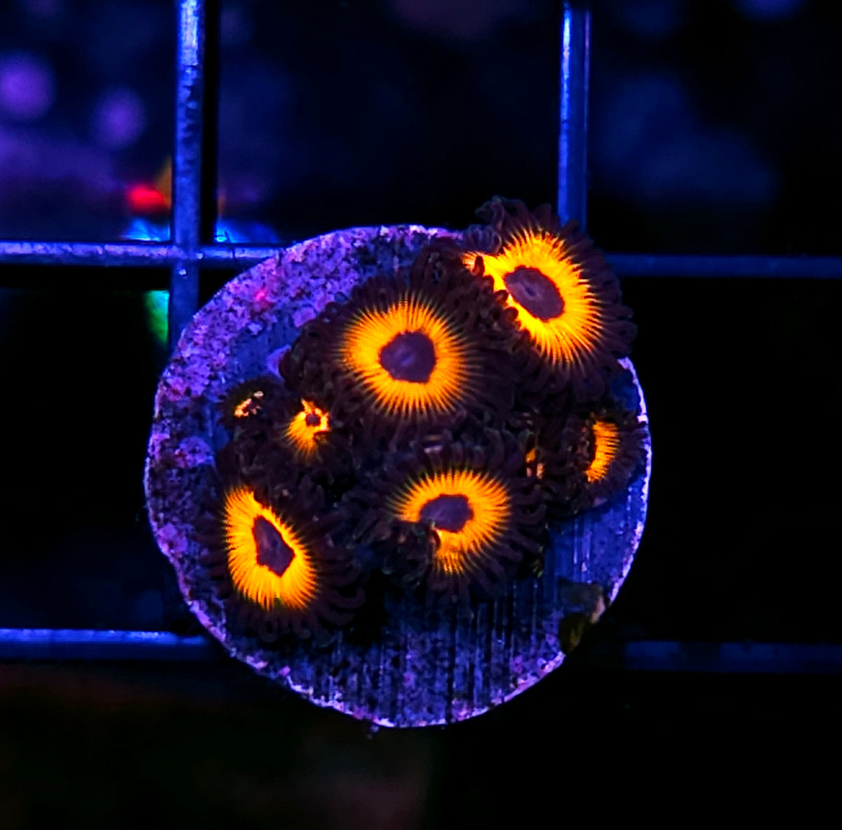 HF Charmander Zoas