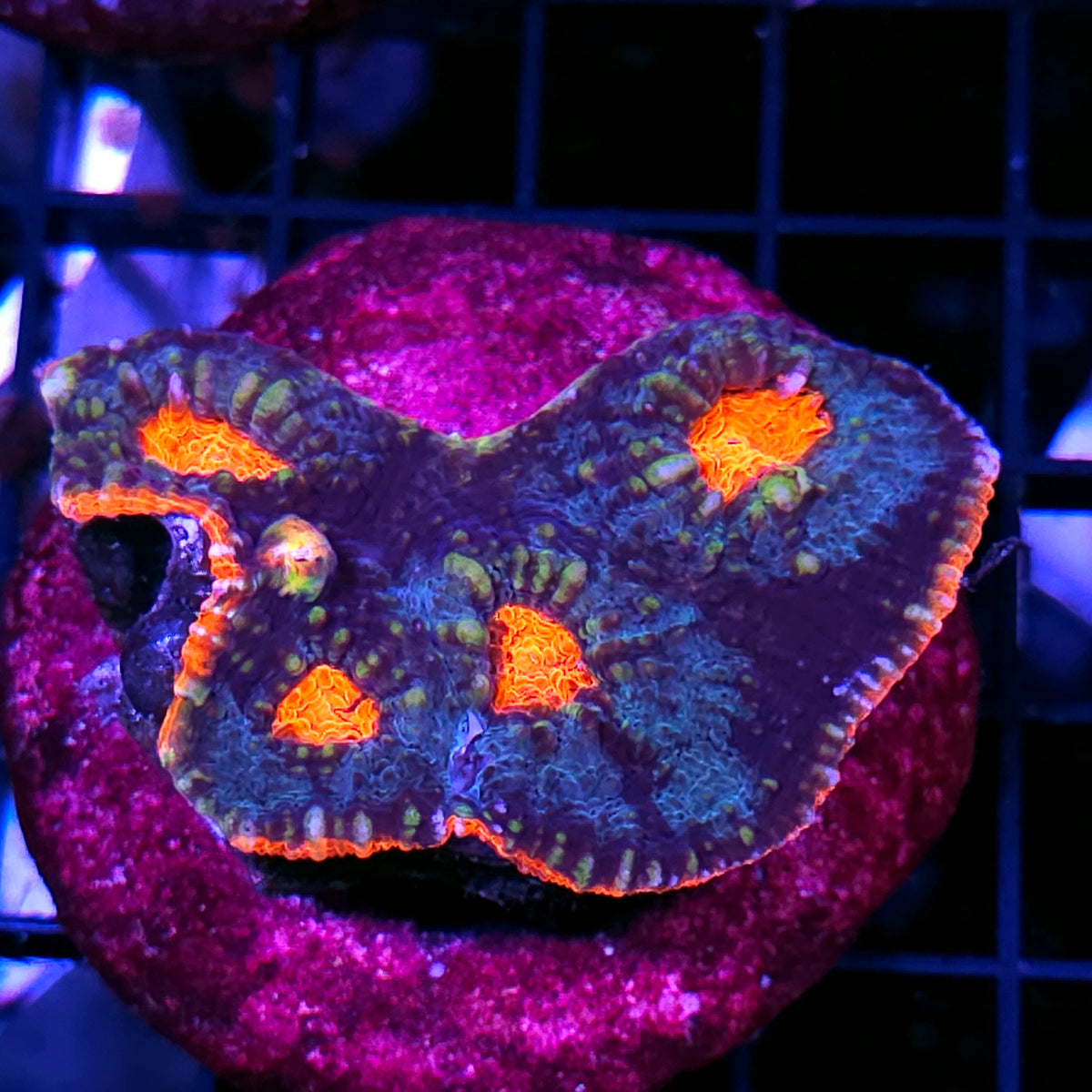 Leviathan Red Rim Chalice Colony