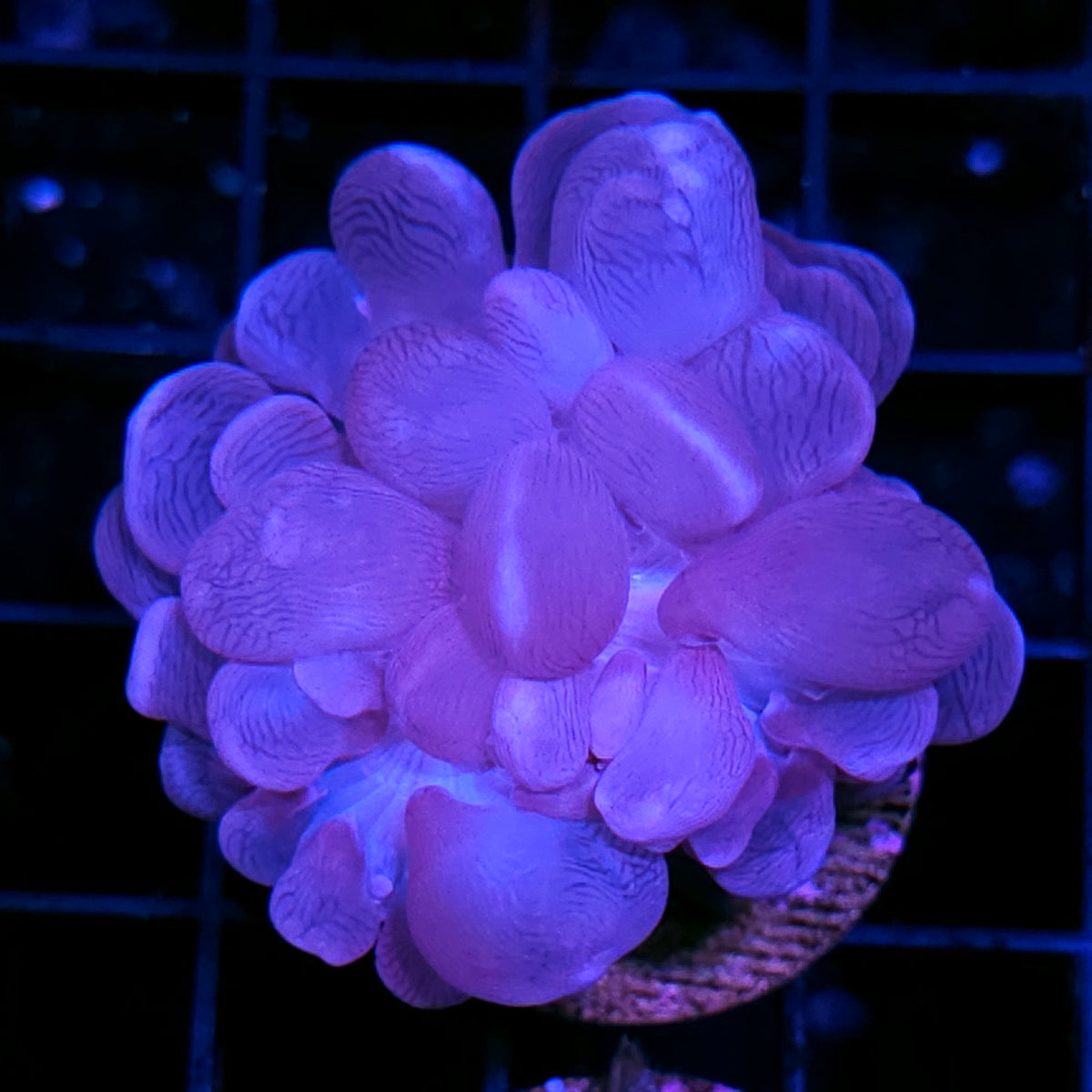 Aquacultured Blue Bubble Coral