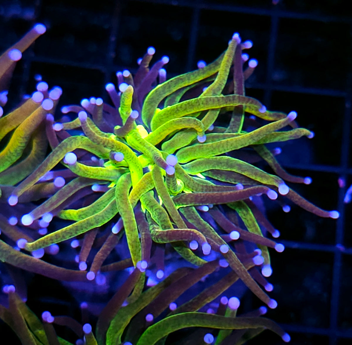 Tigernana Torch Glittery