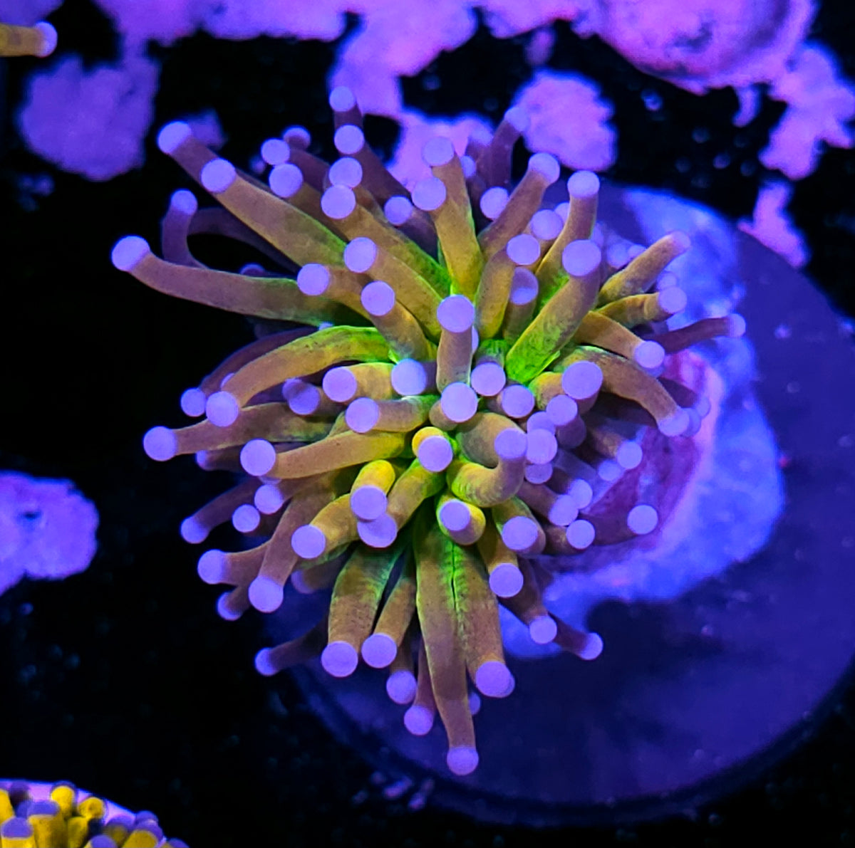 Tigernana Torch