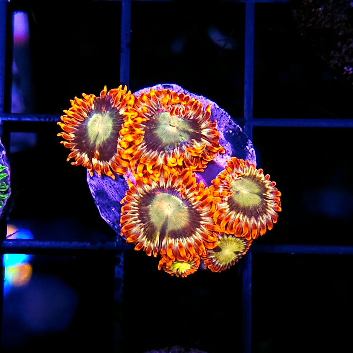 HF Flame Owl Zoas 🦉