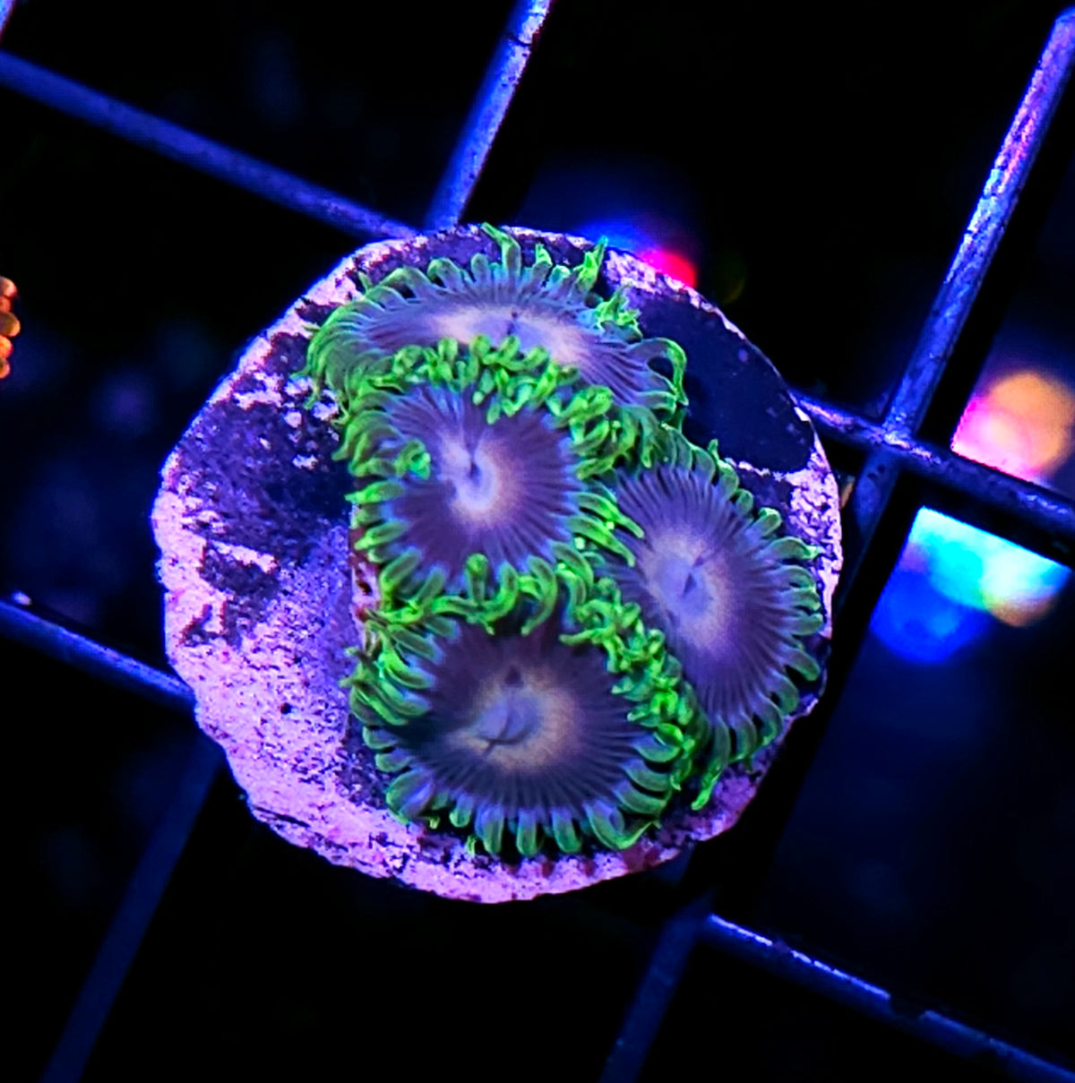 ECC Verdant Grove Zoas