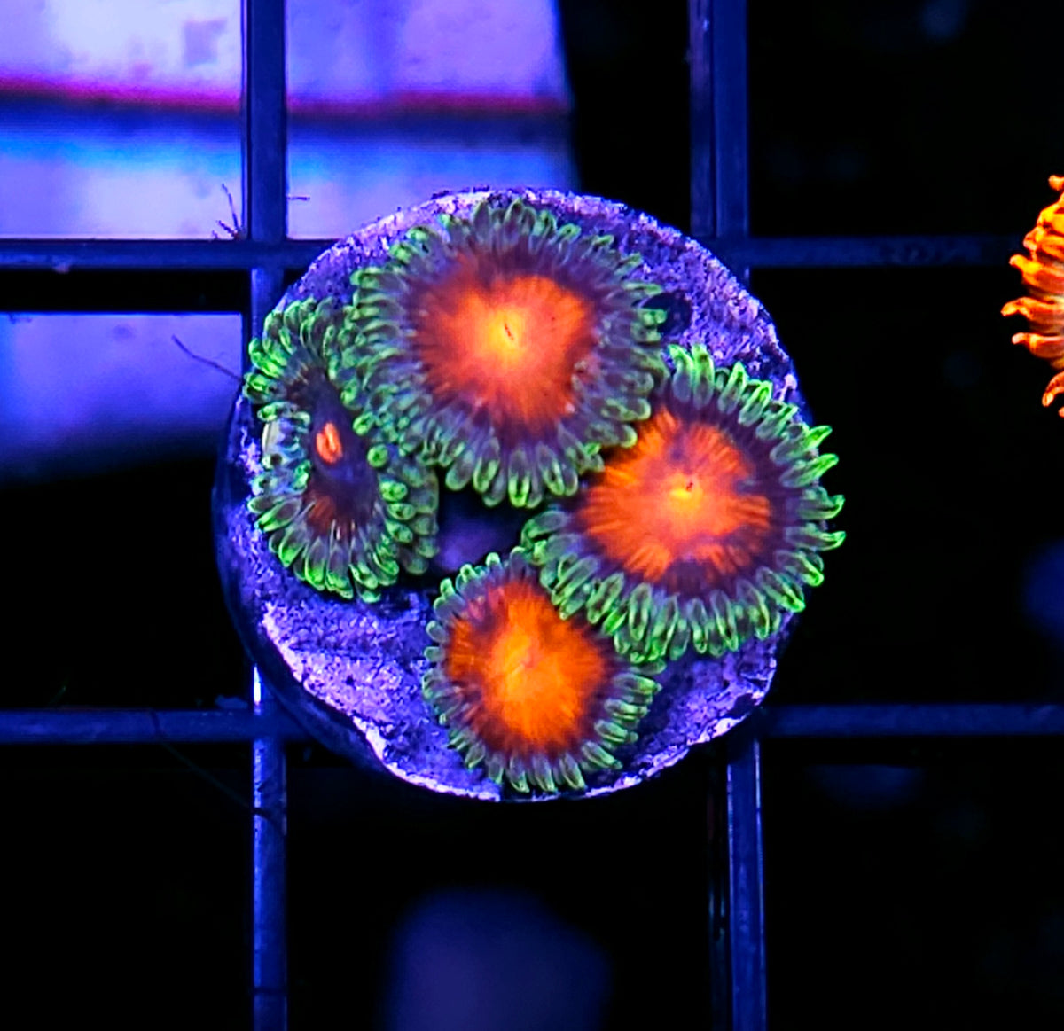 ECC Burn Willow Zoas
