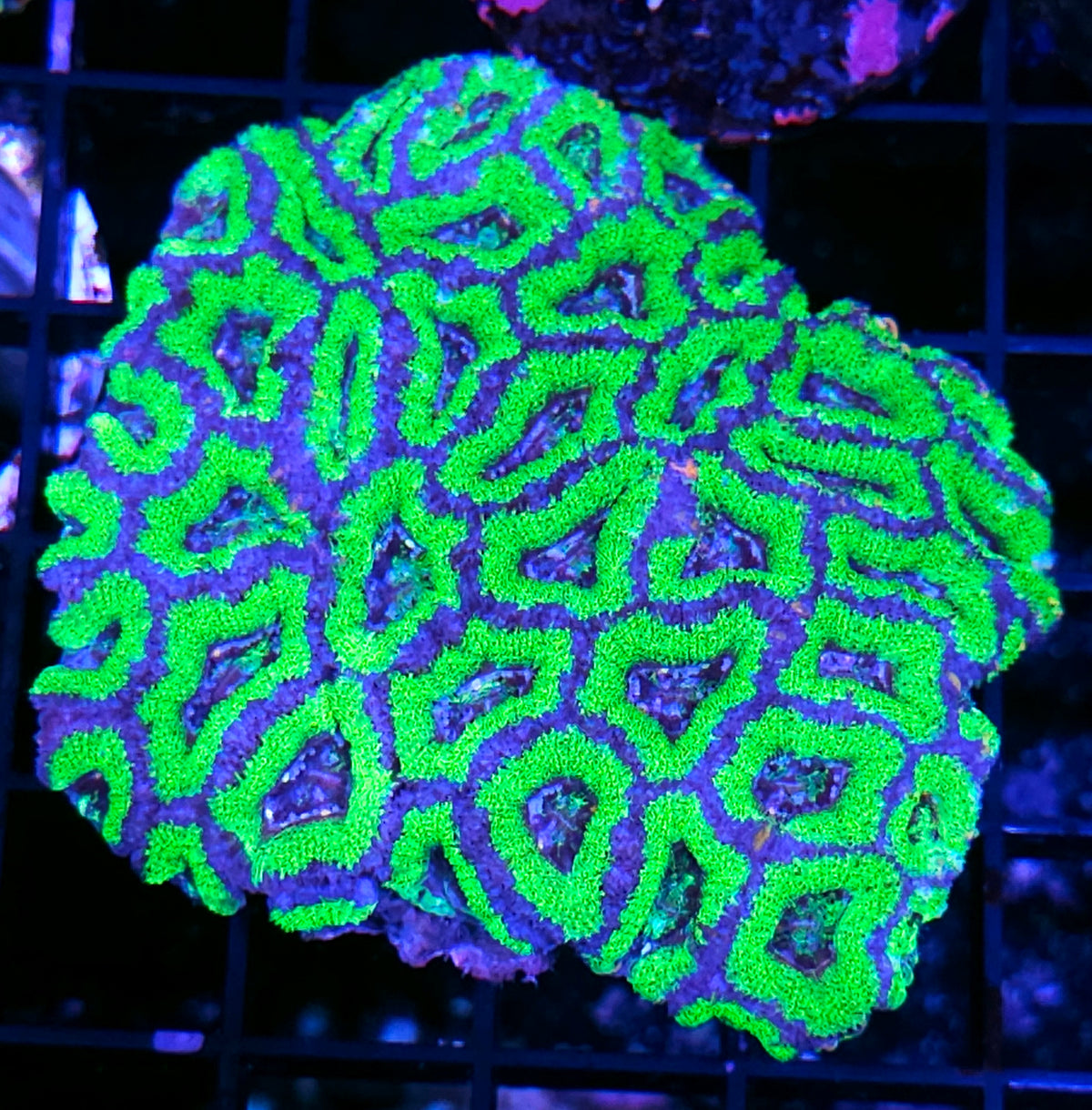 Garden of Eden Acan Colony