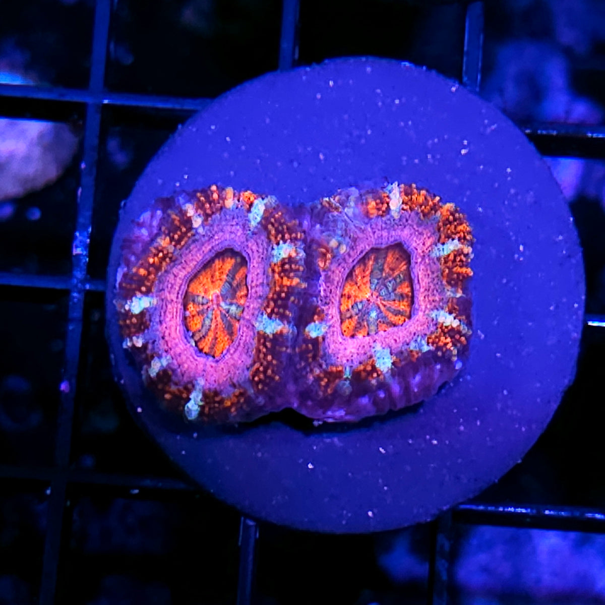 Shockwave Acan
