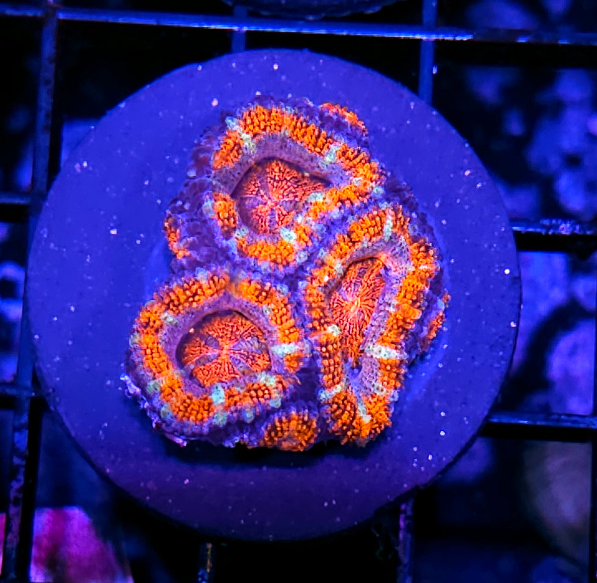 Repercussion Acan